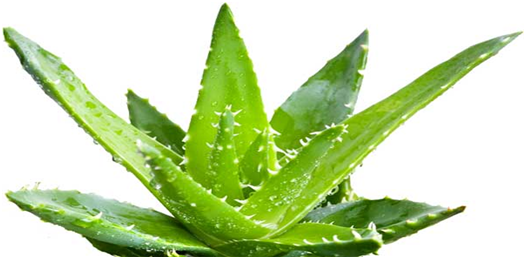 HOW TO LIGHTEN TANNED SKIN NATURALLY with aloe vera